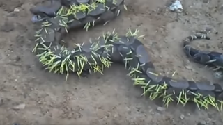 Imaginile care au socat internetul. Din praduitor a devenit victima. Un sarpe care a incercat sa manance un arici era la un pas sa moara