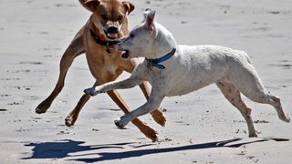 O femeie de 70 de ani din Teleorman a fost sfasiata de caini in fata cimitirului. Batrana mergea la mormantul fiului ei
