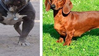 Un pitbull si un caine-bursuc s-au imperecheat si, dupa cateva luni, femela a adus pe lume cativa "mutanti"! Cum arata puii