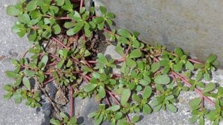 Toti o considera o buruiana, dar habar nu au cat este de benefica pentru sanatate. De acum incolo nu o vei mai ignora