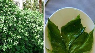 Se spune că această planta este "darul zeilor". Poate vindeca peste 100 de boli!