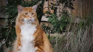 Cum arata cea mai lunga pisica din lume? Are 120 de centimetri si cantareste 14 kilograme