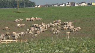 Gigi Becali si-a facut stana cu 400 de oi si toata ziua si-o petrece printre ele! Milionarul s-a intors la origini si radiaza de fericire in rolul de cioban