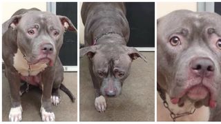 Imagini sfasietoare! Cum reactioneaza acest caine cand isi da seama ca a fost abandonat - Ti se rupe inima