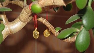 "Copacul Banului", planta cu puteri uimitoare. Odata adusa in casa, situatia financiara se va imbunatati