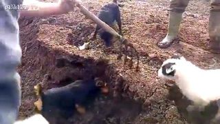 Vedea ca toti cainii lui schelalaie si scurma in pamant ca si cum ar vrea sa dezgroape ceva, asa ca a luat o furca si a inceput sa dea tarana la o parte. Cand a vazut ce iesea de acolo, a incremenit!