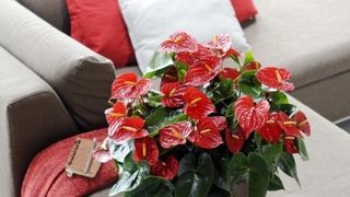 8 plante de apartament otravitoare, periculoare pentru copii si adulti