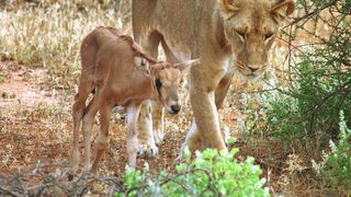 Un leu a adoptat un pui de antilopa. Imagini superbe cu cele doua animale