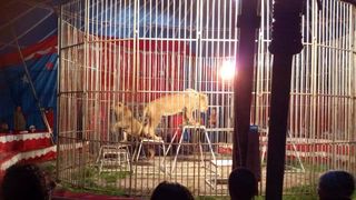 Tragedia din lumea circului de care lumea a uitat. Elena Tipa, dresoare romanca, ucisa in arena de leul pe care l-a crescut de mic - "Tasnea sangele din ea, iar in momentul ala doua gravide au avortat instant!"