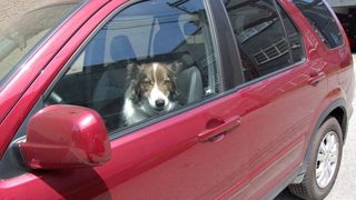 Copiii si animalele sunt in pericol de moarte in masinile lasate la soare. Tabel cu evolutia temperaturii din habitaclu