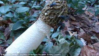 Se plimba prin padure si ce a gasit sub niste frunze l-a rusinat! "Arata ca un falus si miroase a carne putreda"