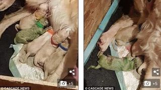 O catea Golden Retriever a fatat un pui verde. Proprietarii sunt socati