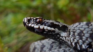 Dealul lui Dumnezeu. Locul uluitor din Romania unde traieste un animal biblic, unic in lume