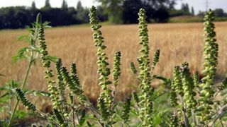 Aceasta buruiana s-a raspandit rapid in toate cartierele din Capitala si provoaca alergii severe. Semnalul de alarma tras de specialisti