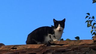 El este "paznicul" cimitirului Bellu! Motanul sta mereu in fata capelei la priveghiuri FOTO EXCLUSIV