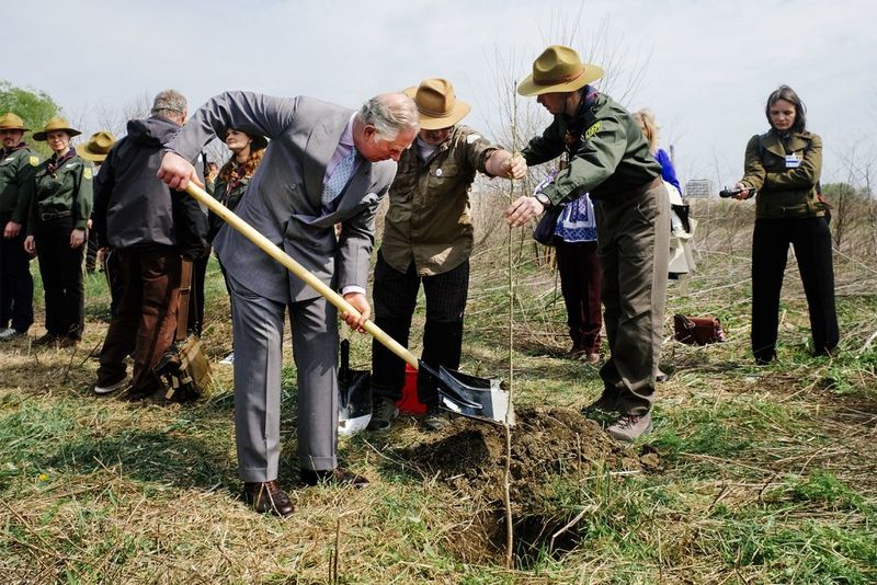 Printul Charles a plantat un plop in Delta Vacaresti FOTO: Helmut Igant