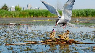 Ecosistemul dintre blocuri e fascinant