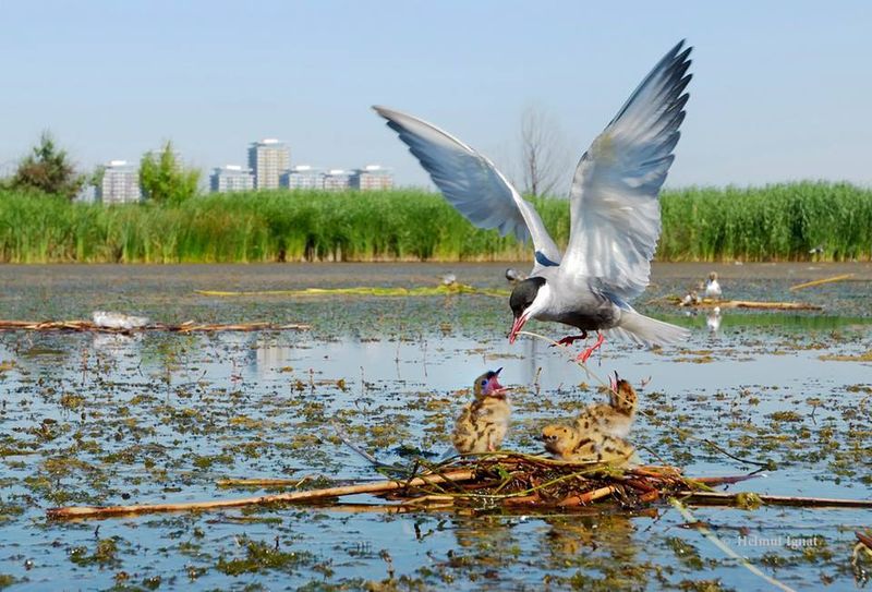 Ecosistemul dintre blocuri e fascinant