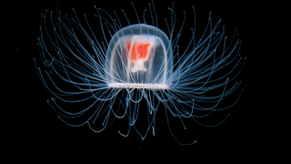 Oamenii de stiinta spera sa creeze elixirul tineretii. Studiaza de ani buni meduza care traieste vesnic. Vietuitoarea inverseaza procesul de imbatranire.