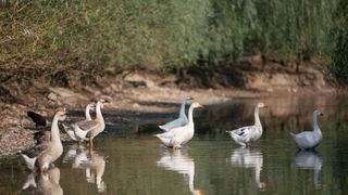 O romanca a furat un gascan de pe lac pentru a il gati. Cum s-a sfarsit totul