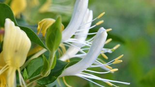 "Mana Maicii Domnului" sau planta care poate vindeca toate bolile - Unde se gaseste si cum se poate folosi pentru alinarea durerilor