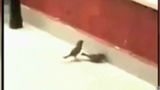 Imagini care arata ca uneori animalele sunt mai umane decat noi - Cum reuseste sa salveze o vrabie o alta pasare, cazuta la pamant? Imagini uluitoare