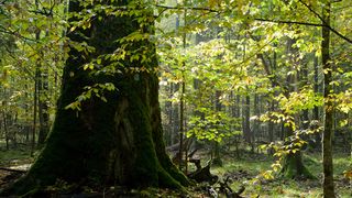 &bdquo;Nu-mi pasa, mi-a violat fiica&rdquo;. Fiica ei a fost abuzata sexual de un coleg. Femeia l-a ademenit pe baiat la marginea unei paduri. Ce i-a facut acolo adolescentului i-a socat pe politisti