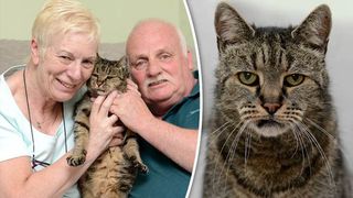 Si-a epuizat toate cele 9 vieti! Cea mai batrana pisica din lume a murit la 32 de ani, echivalentul a 144 de ani omenesti!