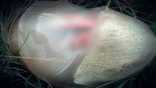 A gasit un ou ciudat in gradina. A simtit fiori reci cand a vazut ce iese din el