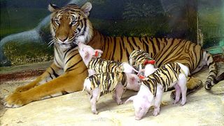 Povestea din spatele acestei fotografii te va face sa plangi. De ce are grija o tigroaica de cativa purcelusi