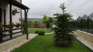 De ce sa nu plantezi niciodata un brad langa casa! Motvul este incredibil