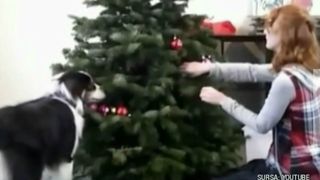 Imagini incredibile cu un caine care isi ajuta stapanul sa impodobeasca bradul!