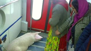 Imagini incredibile surprinse intr-un tren din Romania! Doua femei au urcat in vagon cu porcul!
