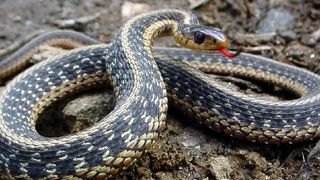 Ce inseamna daca visezi serpi? Trebuie sa te temi sau sa te bucuri de asta?