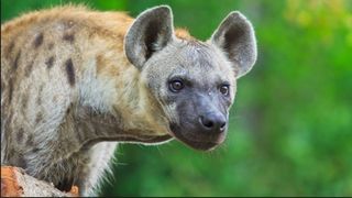 Hiena este un animal extrem de periculos