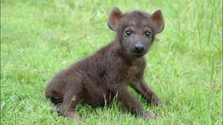 Multi se intreaba ce inseamna cand visezi o hiena