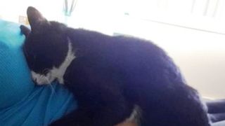 Pisica se aseza pe burta ei pe tot timpul sarcinii. Ce s-a intamplat cu bebelusul dupa nastere