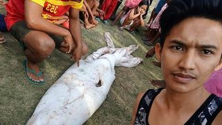 Cel mai mare calamar din lume a fost capturat. Ce s-a intamplat cu monstrul