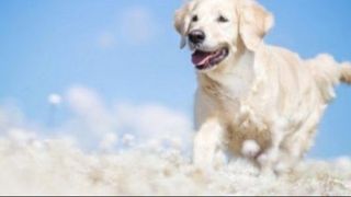 Cheia viselor: ce inseamna cand visezi ca esti animal? Uite ce spun psihologii