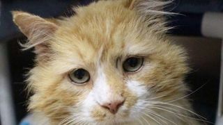 Povestea acestei pisici a impresionat o lume intreaga! N-o sa-ti vina sa crezi ce a facut!