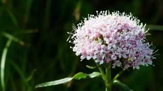 Ceaiul de valeriana: 3 beneficii miraculoase!