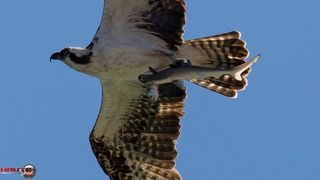 Tu vezi ASTA in fotografie? Un barbat a surprins imaginea si a distribuit "minunea" pe internet