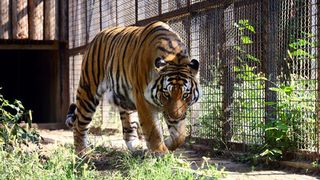 Animalele de la zoo au intrat in febra fotbalului! Ce fac e ADORABIL