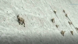 Caprele din Alpii italieni par ca sfideaza gravitatia. Se catara pe peretii barajelor cu o usurinta inredibila