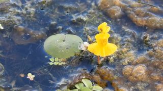 O ciudatenie a naturii a fost descoperita in Romania. Autoritatile sunt alertate in legatura cu planta rara