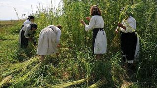 Un tanar din Bistrita Nasaud a obtinut aviz de la DIICOT sa cultive canepa atat de apreciata in trecut