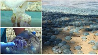 Fenomen ciudat pe litoralul romanesc! Mii de meduze albastre, de dimensiuni mari, au aparut pe tarmul din Constanta, colorand intreaga plaja