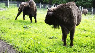 Aşa arată raiul animalelor de la V&acirc;nători - Neamţ! &Icirc;ntinsă pe 300 de kilometri pătraţi, rezervaţia Dragoş Vodă adăposteşte zeci de zimbri, urşi, căprioare şi cerbi VIDEO