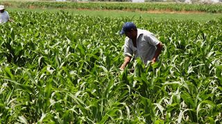 Ploile de primavara ajuta agricultura! Specialistii estimeaza cele mai bune rezultate din ultimul deceniu