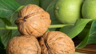 Afacerea cu nuci frantuzesti pe pamant romanesc devine extrem de profitabila! Suma pe care ti-o poate aduce e frumusica foc!